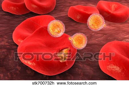 Drawing - Conceptual image of plasmodium.. Fotosearch