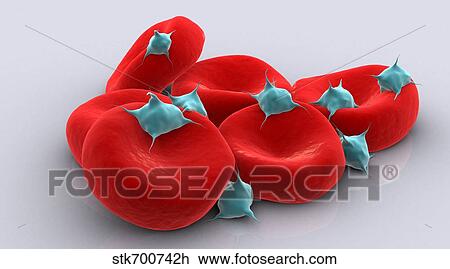 Drawing - Conceptual image of platelets with red blood cells.. Fotosearch