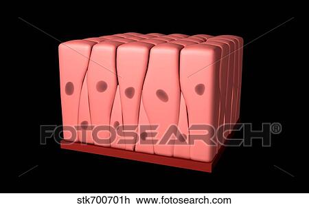 Conceptual image of pseudostratified columnar epithelium. View Large Illustration Drawing - Conceptual image of pseudostratified columnar epithelium.. Fotosearch