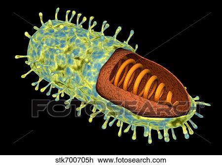 Drawing - Conceptual image of rabies virus.. Fotosearch