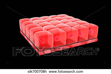 Drawing - Conceptual image of simple cuboidal epithelia.. Fotosearch