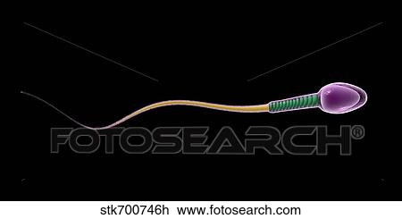Conceptual image of sperm anatomy. View Large Illustration Drawing - Conceptual image of sperm anatomy.. Fotosearch