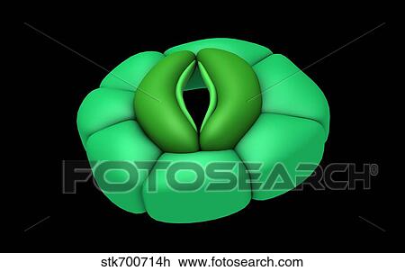 Drawing - Conceptual image of stomata.. Fotosearch