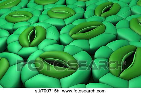 Conceptual image of stomata. View Large Illustration Drawing - Conceptual image of stomata.. Fotosearch
