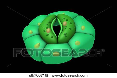 Drawing - Conceptual image of stomata.. Fotosearch
