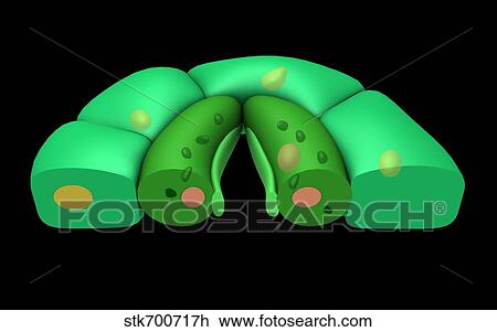 Conceptual image of stomata. View Large Illustration Drawing - Conceptual image of stomata.. Fotosearch