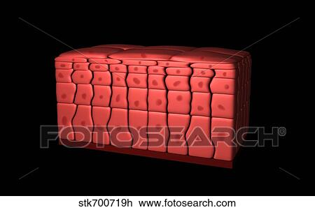 Conceptual image of stratified squamous epithelium. View Large Illustration Drawing - Conceptual image of stratified squamous epithelium.. Fotosearch
