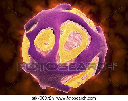 Drawing - Conceptual image of the dengue virus.. Fotosearch