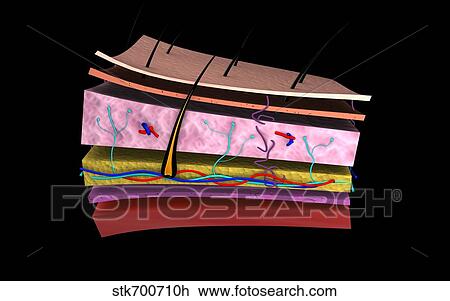 Drawing - Conceptual image of the layers of human skin.. Fotosearch