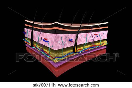 Conceptual image of the layers of human skin. View Large Illustration Drawing - Conceptual image of the layers of human skin.. Fotosearch