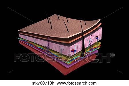 Conceptual image of the layers of human skin. View Large Illustration Drawing - Conceptual image of the layers of human skin.. Fotosearch
