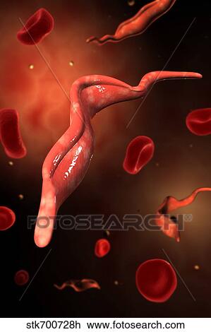 Drawing - Conceptual image of Trypanosoma.. Fotosearch