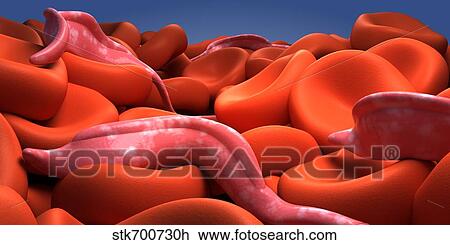 Drawing - Conceptual image of Trypanosoma.. Fotosearch