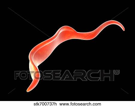 Conceptual image of Trypanosoma. View Large Illustration Drawing - Conceptual image of Trypanosoma.. Fotosearch