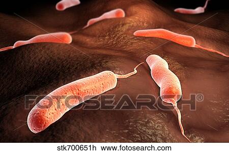 Conceptual image of vibrio cholerae causing cholera. View Large Illustration Drawing - Conceptual image of vibrio cholerae causing cholera.. Fotosearch