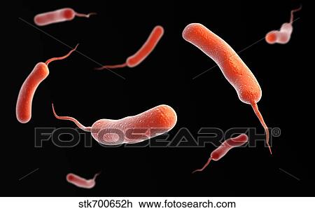 Drawing - Conceptual image of vibrio cholerae causing cholera.. Fotosearch