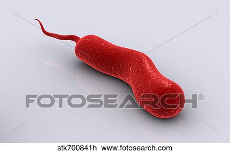 Conceptual image of vibrio cholerae causing cholera. View Large Illustration Drawing - Conceptual image of vibrio cholerae causing cholera.. Fotosearch