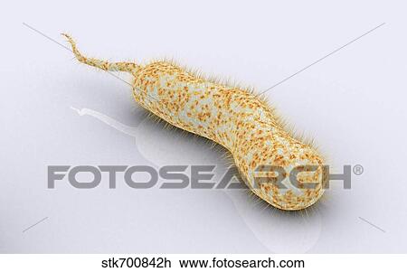 Drawing - Conceptual image of vibrio cholerae causing cholera.. Fotosearch