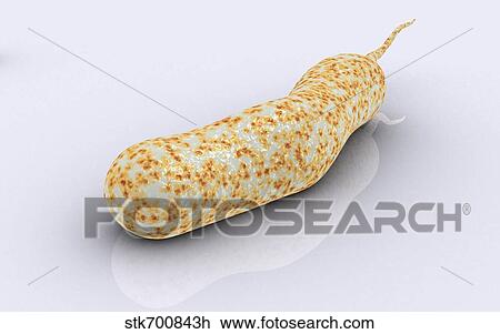 Conceptual image of vibrio cholerae causing cholera. View Large Illustration Drawing - Conceptual image of vibrio cholerae causing cholera.. Fotosearch