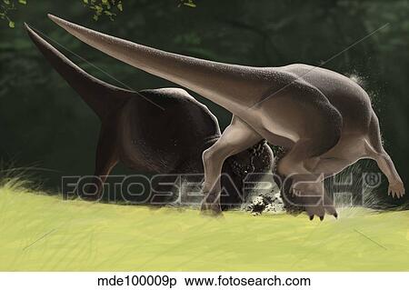 Confrontation between two Pachycephalosaurus dinosaurs. View Large Illustration Stock Illustration - Confrontation between two Pachycephalosaurus dinosaurs.. Fotosearch