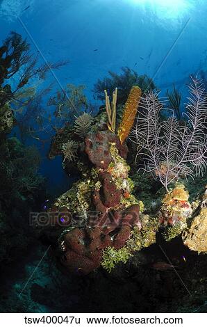 Coral and sponge reef, Belize. View Large Photo Image Stock Photograph - Coral and sponge reef, Belize.. Fotosearch