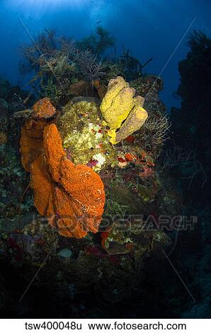 Coral and sponge reef, Belize. View Large Photo Image Stock Photograph - Coral and sponge reef, Belize.. Fotosearch