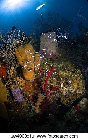 Coral and sponge reef, Belize. View Large Photo Image Stock Photograph - Coral and sponge reef, Belize.. Fotosearch