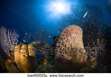 Coral and sponge reef, Belize. View Large Photo Image Stock Photograph - Coral and sponge reef, Belize.. Fotosearch