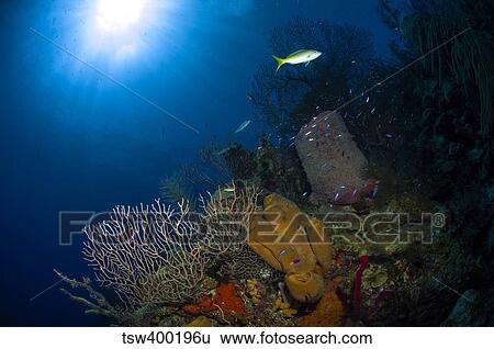 Coral and sponge reef, Belize. View Large Photo Image Stock Photograph - Coral and sponge reef, Belize.. Fotosearch