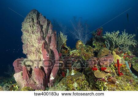 Coral reef and sponges, Belize. View Large Photo Image Stock Photograph - Coral reef and sponges, Belize.. Fotosearch