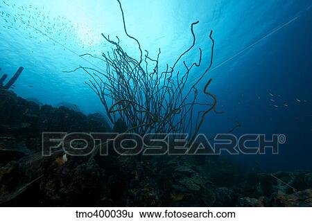 Stock Photograph - Coral Reef scene, Bonaire, Caribbean Netherlands.. Fotosearch