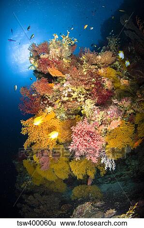Coral reef seascape, Australia. View Large Photo Image Stock Photograph - Coral reef seascape, Australia.. Fotosearch