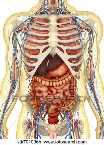 Corpo Umano Con Organi Interni Sistema Nervoso Sistema Linfatico E Circolatorio System Disegno Stk701096h Fotosearch