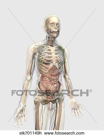 Corpo Umano Con Organi Interni Sistema Linfatico E Circolatorio System Disegno Stkh Fotosearch