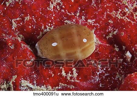 Cowrie Shell on a sponge, Bonaire, Caribbean Netherlands. View Large Photo Image Stock Photograph - Cowrie Shell on a sponge, Bonaire, Caribbean Netherlands.. Fotosearch