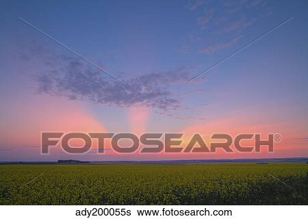 Crepuscular rays at sunset, Alberta, Canada. View Large Photo Image Stock Photograph - Crepuscular rays at sunset, Alberta, Canada.. Fotosearch