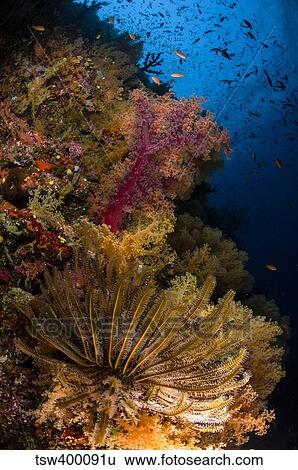 Crinoid and soft coral, Fiji. View Large Photo Image Stock Photograph - Crinoid and soft coral, Fiji.. Fotosearch