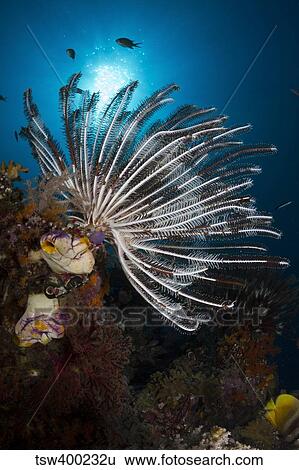 Crinoid in Raja Ampat, Indonesia. View Large Photo Image Stock Photograph - Crinoid in Raja Ampat, Indonesia.. Fotosearch