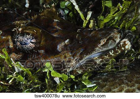 Crocodile Fish, Indonesia. View Large Photo Image Stock Photograph - Crocodile Fish, Indonesia.. Fotosearch