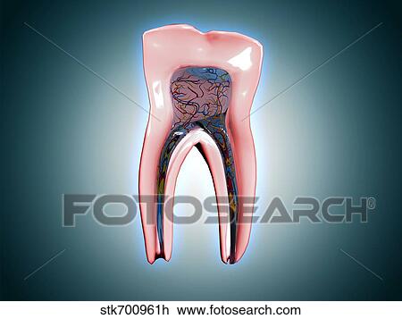 Cross-section of a human tooth. View Large Illustration Drawing - Cross-section of a human tooth.. Fotosearch