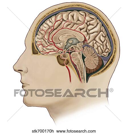 Cross section of brain with arteries. View Large Illustration Drawing - Cross section of brain with arteries.. Fotosearch