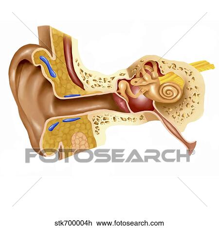 Drawing - Cross section of human ear.. Fotosearch