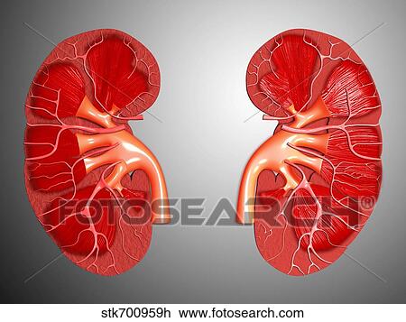 Cross-section of human kidney. View Large Illustration Drawing - Cross-section of human kidney.. Fotosearch