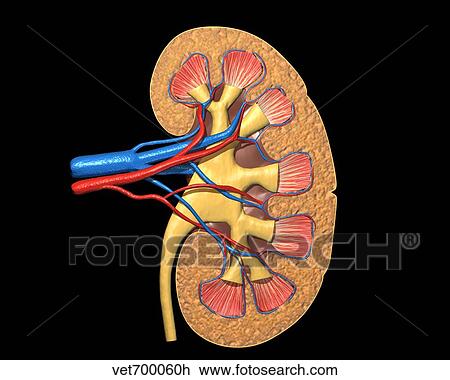 Cross section of human kidney on black background. View Large Illustration Drawing - Cross section of human kidney on black background.. Fotosearch
