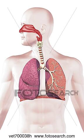 Cross section of human respiratory system. View Large Illustration Drawing - Cross section of human respiratory system.. Fotosearch