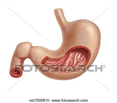 Cross section of human stomach. View Large Illustration Drawing - Cross section of human stomach.. Fotosearch