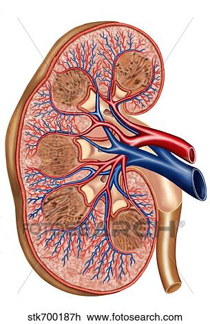 Cross section of internal anatomy of kidney. View Large Illustration Drawing - Cross section of internal anatomy of kidney.. Fotosearch