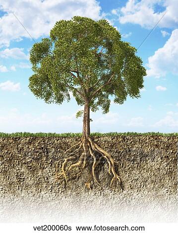 Stock Illustration - Cross section of soil showing a tree with its roots.. Fotosearch
