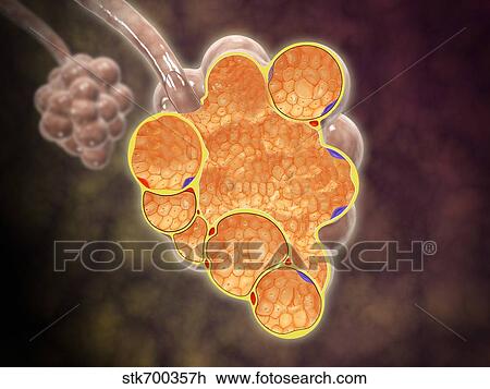 Cross-section of the alveoli branches. View Large Illustration Drawing - Cross-section of the alveoli branches.. Fotosearch