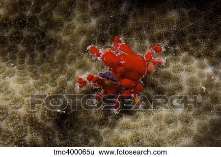 Cryptic Teardrop Crab, Bonaire, Caribbean Netherlands. View Large Photo Image Stock Photograph - Cryptic Teardrop Crab, Bonaire, Caribbean Netherlands.. Fotosearch